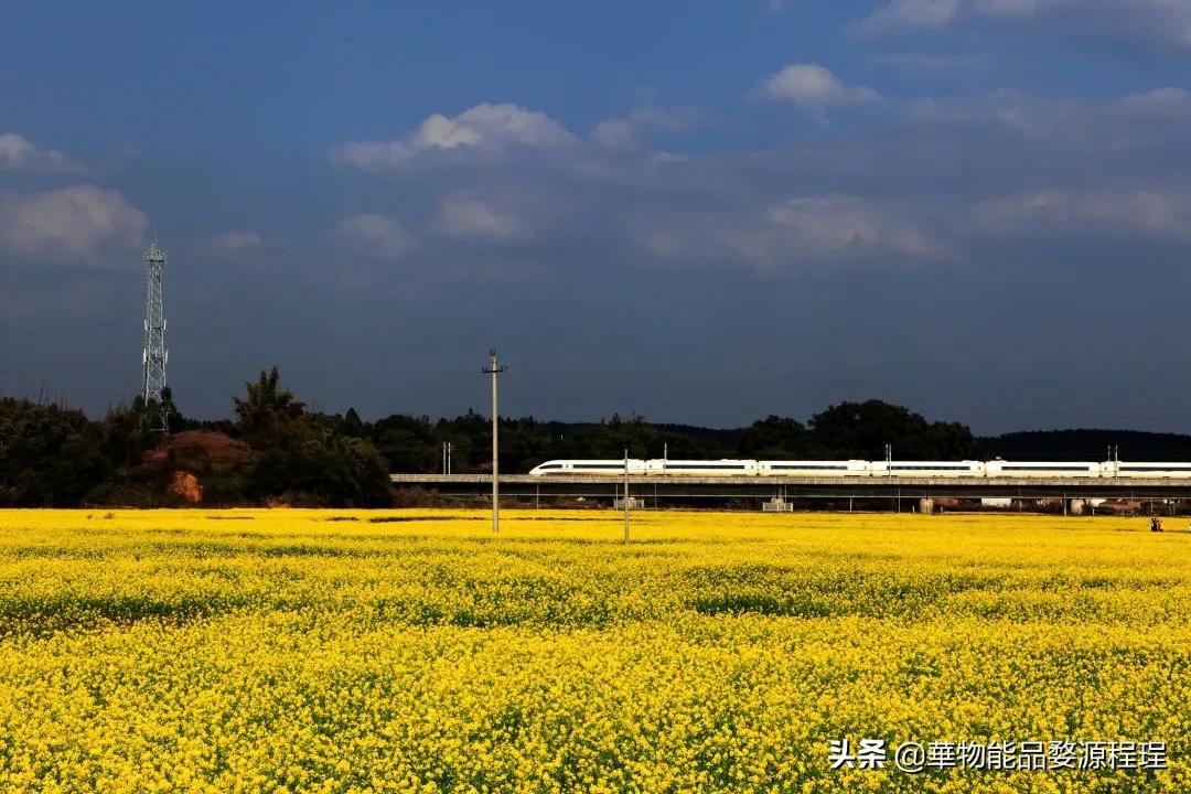 婺源这片仙境般的油菜花田已上线！超级美腻！赶紧约起来