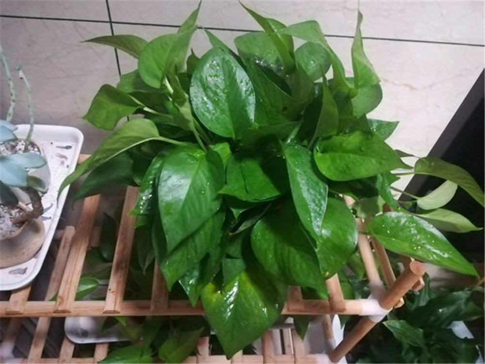 除甲醛全屋种满绿萝,客厅绿萝盆栽室内吸甲醛净化空气