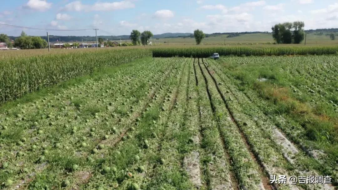 那丹伯镇西瓜,东丰县那丹伯镇十八道村