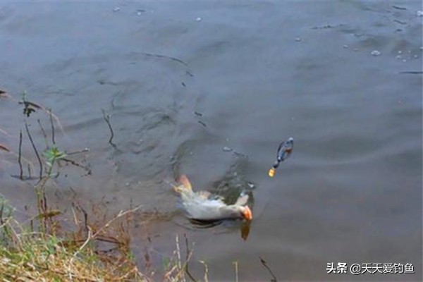专攻大鱼的新奇钓法,揭秘民间传统钓大鱼的方法