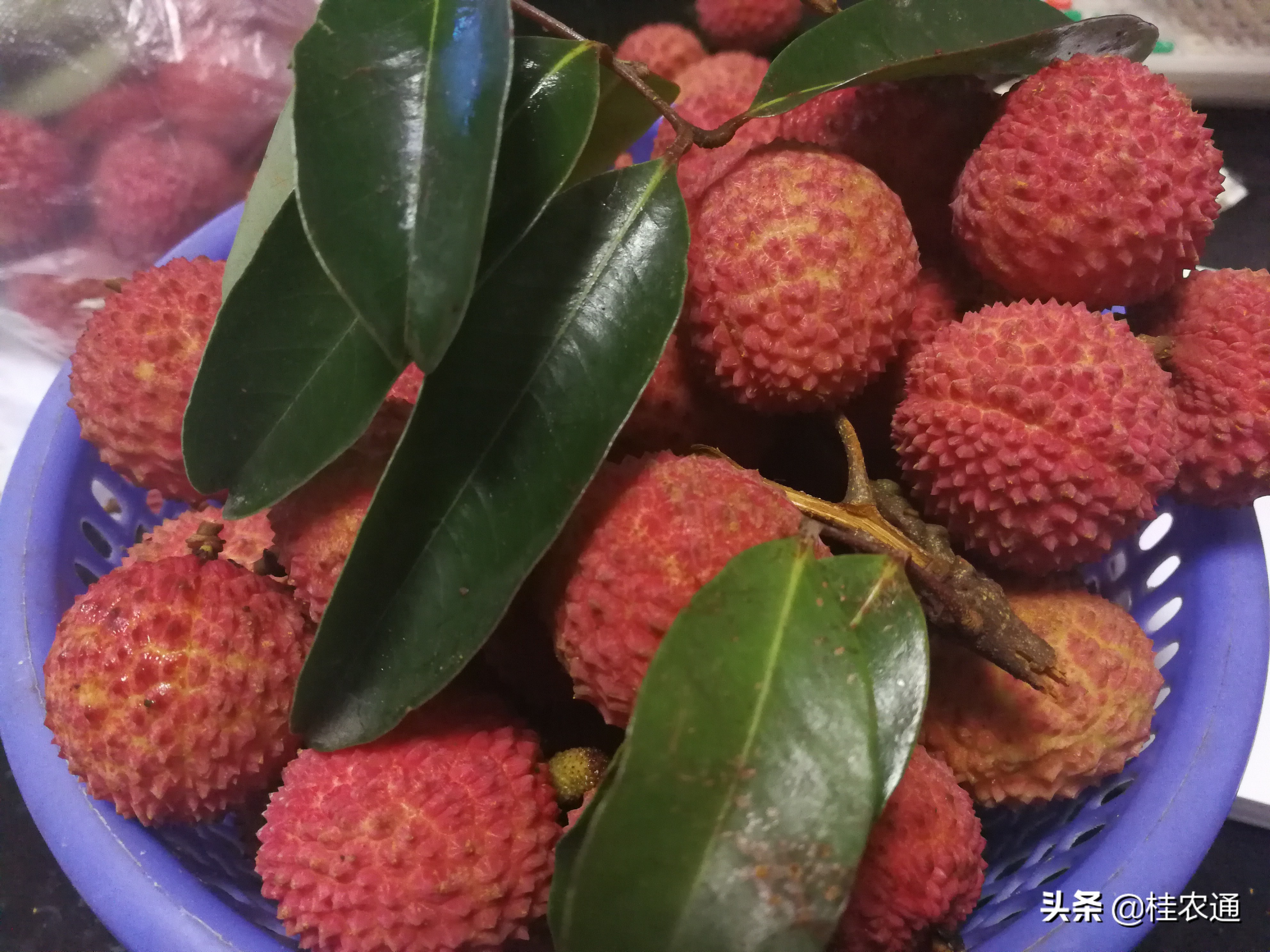 荔枝是岭南特有的水果吗,岭南荔枝最好吃吗