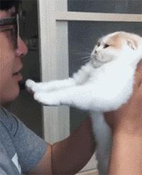 不要随便亲猫的后果,强行亲猫