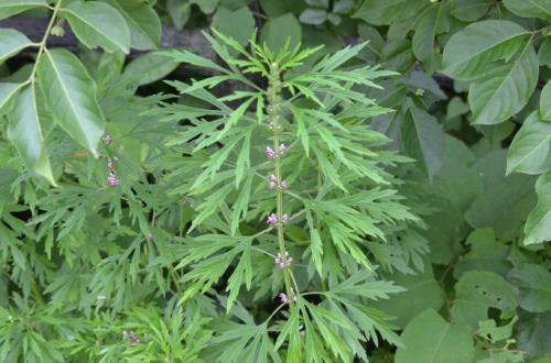 2020年农业创业项目在家致富,有哪些农业致富好项目值得推荐