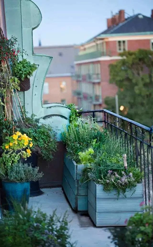 抓住5个关键点,确保阳台盆栽顺利过冬,来年盛开更旺更兴盛