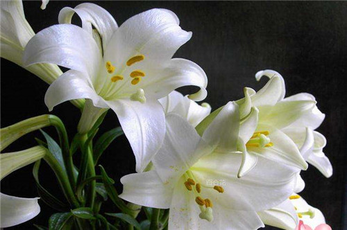 花寓意送花指南,送什么花寓意前程似锦