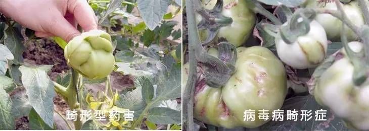 玉米二甲戊灵药害什么症状,棉花药害症状及防治方法