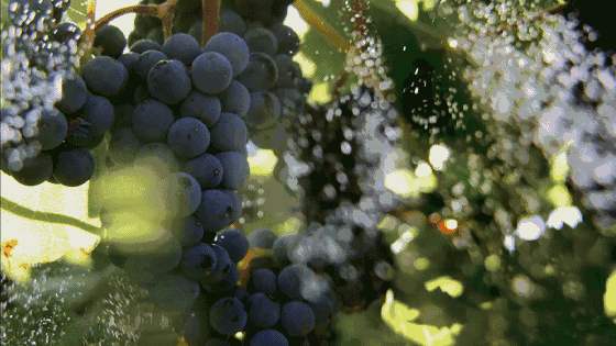 解决黑头的2种药,解决黑头的最好方法