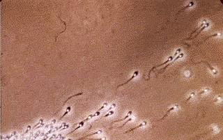 网上介绍代孕骗局,代卵代孕行业背后黑幕