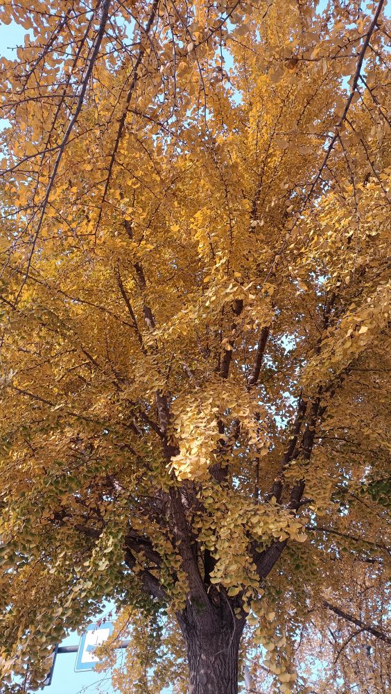 母鸡会不会游泳,母鸡也会游泳说明什么