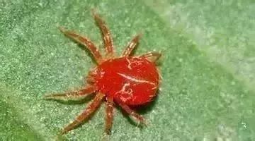 蔬菜害虫防治大全,蔬菜害虫最佳防治方法