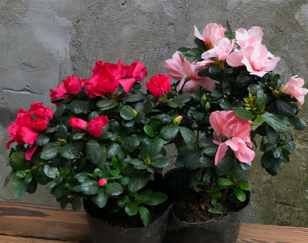 秋季刚栽种的杜鹃怎么施肥,杜鹃入手怎么养护