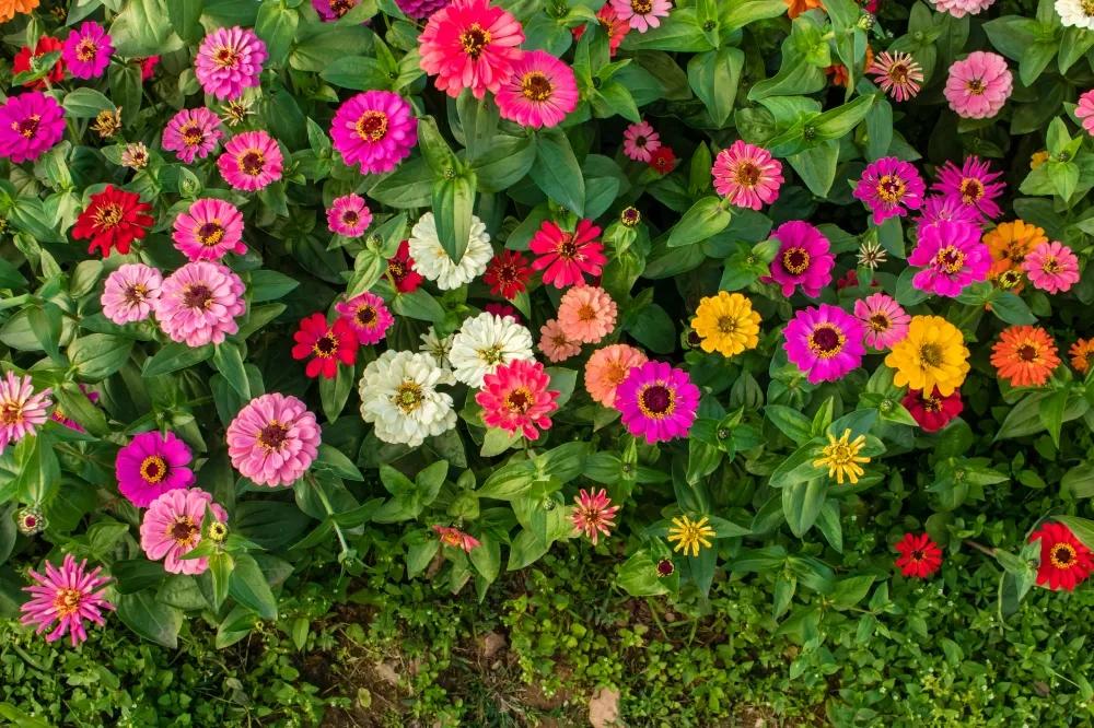 广州公园大片花海,广州哪个地铁站附近有花海