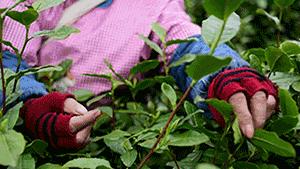 一年只有一次的鲜货,一年只有一次的桂花酿
