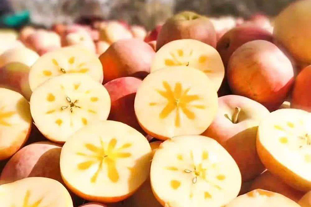 苹果冰糖心其实是苹果的一种病害,糖心苹果是病苹果吗
