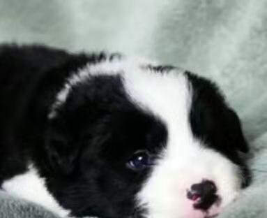 从小养边牧的经验,养边牧要投其所好