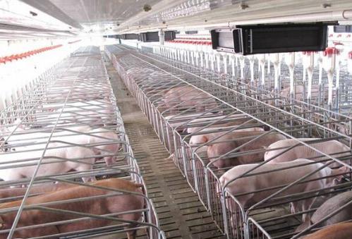 猪舍猪臭味怎么去除,猪舍臭味是什么