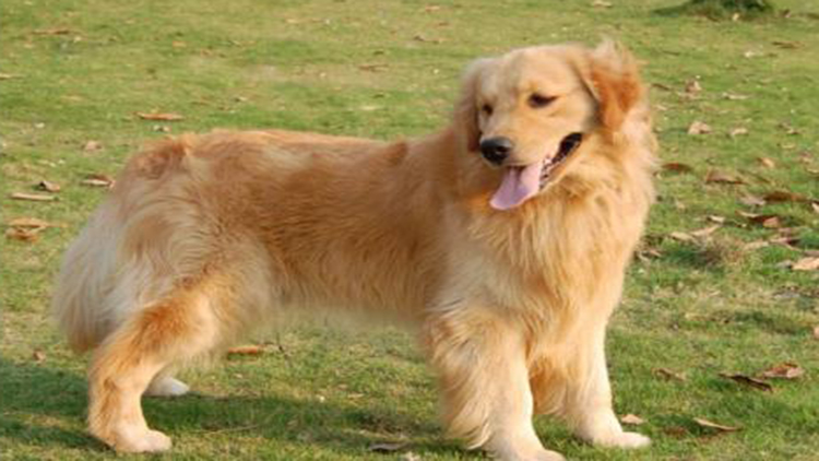 拥有这5个特征的狗狗很难养熟,拥有一只金毛犬是怎样的体验