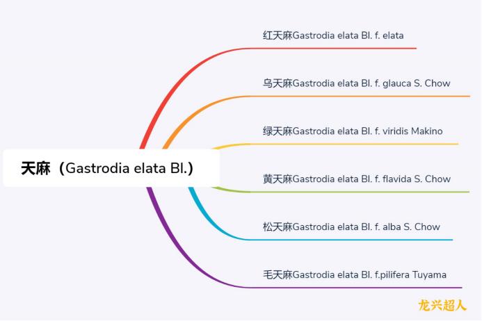 达州道地药材天麻,正宗中药材天麻