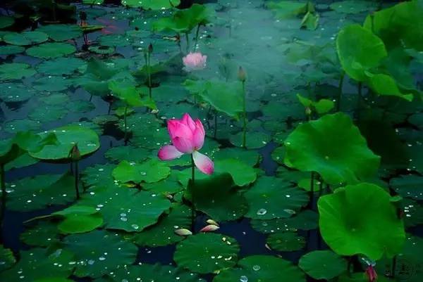 中国十大名花排行哪个是你的最爱,你知道中国十大名花是什么花吗