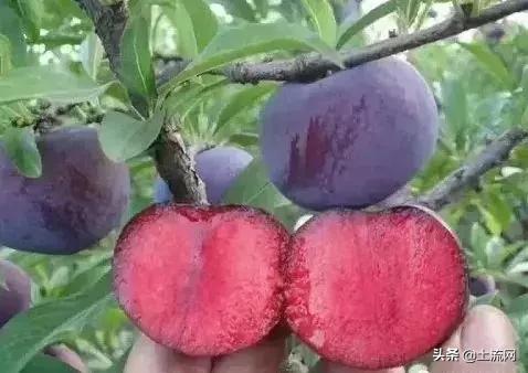 水果最新盈利模式,如何把低价水果销量上去并且赚钱