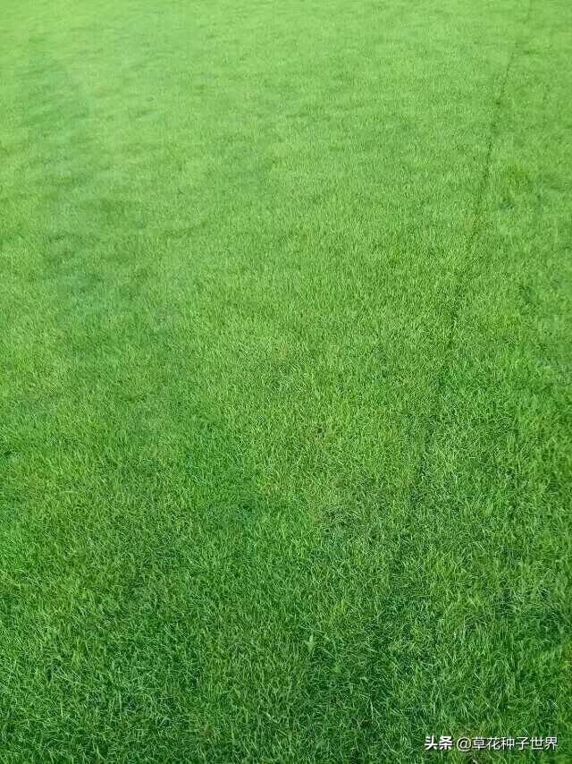 公园草坪种子品种选择,广场草坪草籽