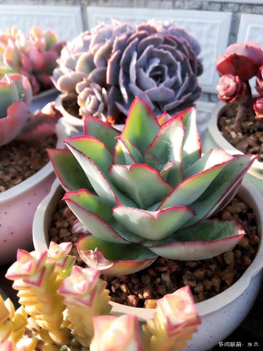 这才是多肉夏天该有的样子,多肉短期内颜值最高的时刻
