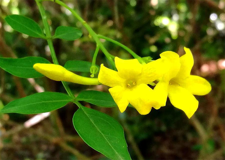 号称开花机器四季开花爆盆,好养活易爆盆的开花机器