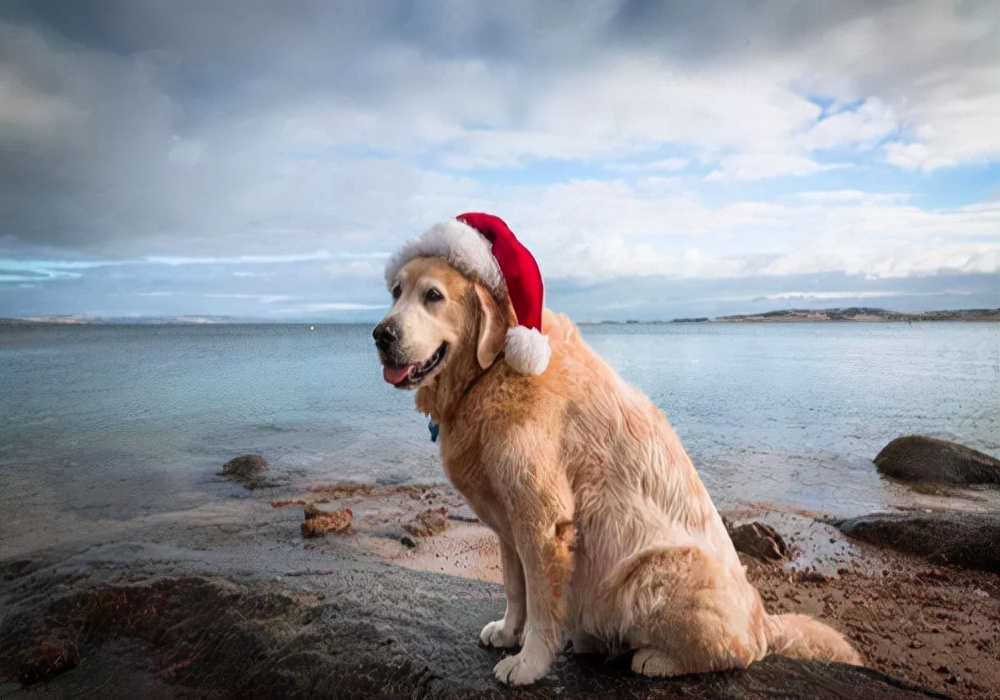 狗狗生理期20多天了还没完正常吗,狗狗生理期20天了还有分泌物