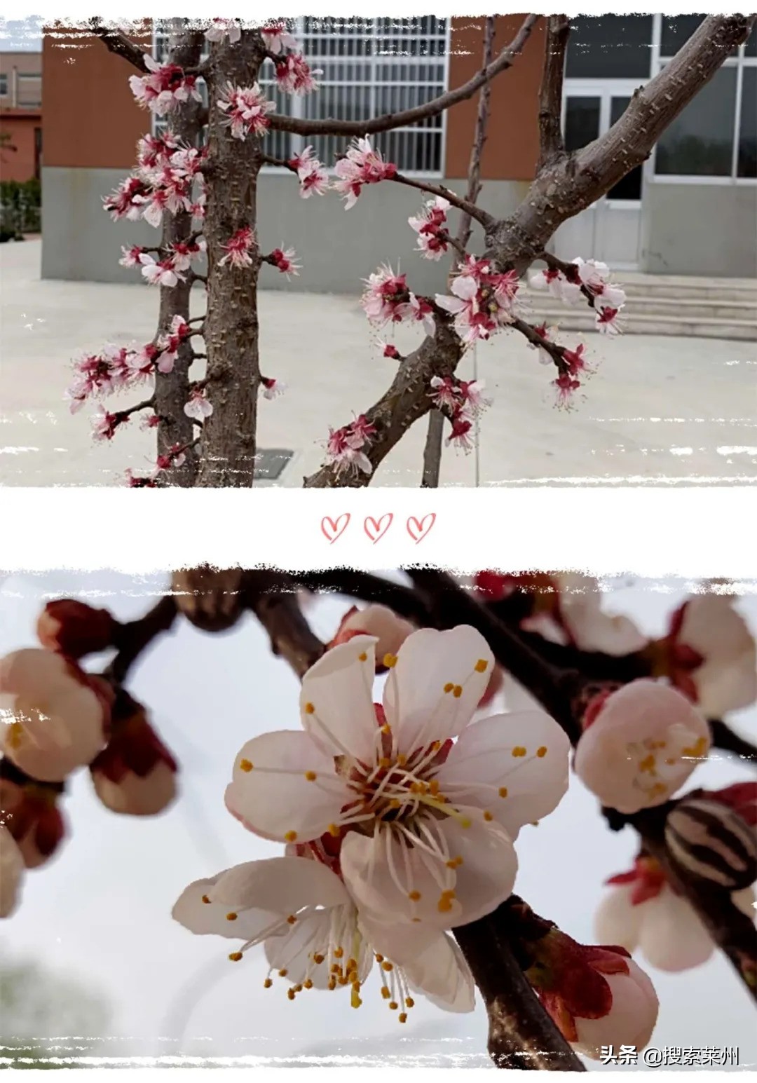 春满校园春暖花开,沙河镇中心小学校园