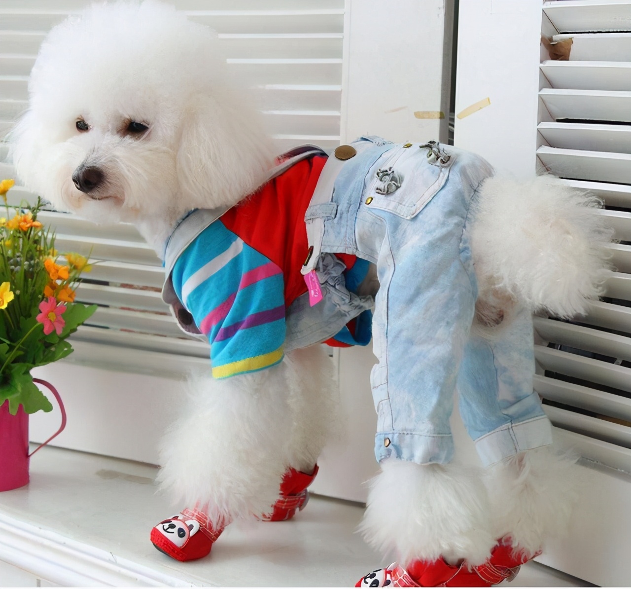 泰迪熊贵宾犬怎么变白,白色贵宾犬吃什么可以让毛变白