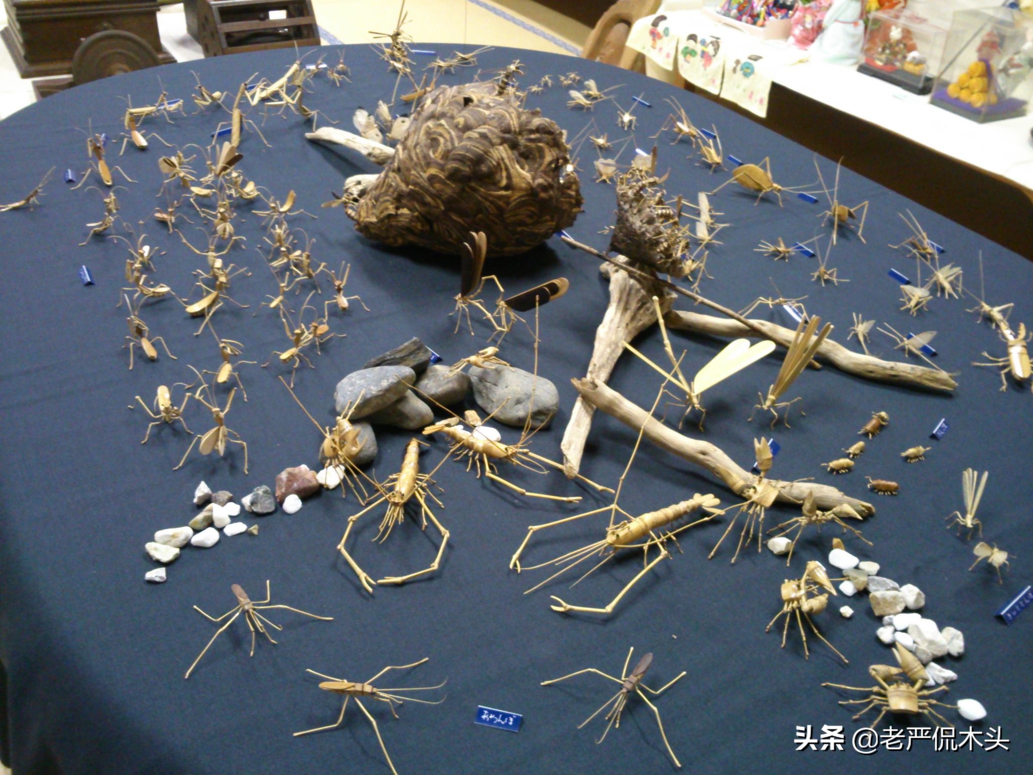 昆虫标本树脂竹节虫,昆虫标本制作竹节虫