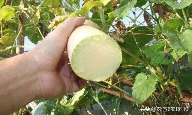 神奇砍瓜吃法视频,神奇砍瓜视频完整版