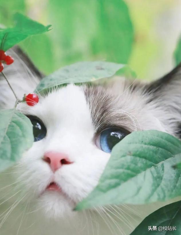 治愈系猫咪图片蓝猫,猫咪分享一组治愈系猫咪