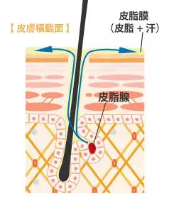 皮肤粗糙暗沉毛孔粗大什么原因,鼻子两侧毛孔粗大是什么原因