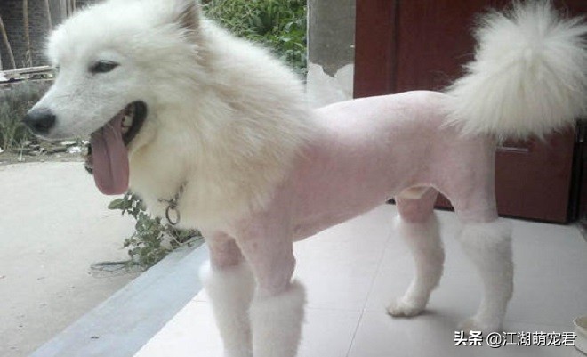 狗狗在夏天必须注意的五个小心,狗狗感到热的时候会怎么样