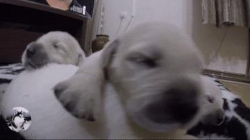 金毛生了十四只宝宝,金毛生了九只小宝宝