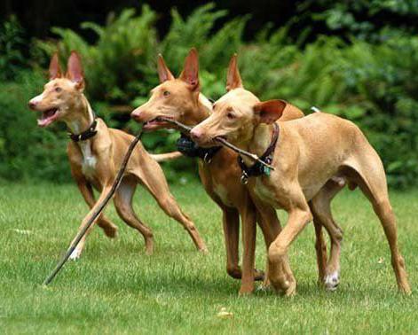 世界上一百种狗的图片,世界十种名贵狗