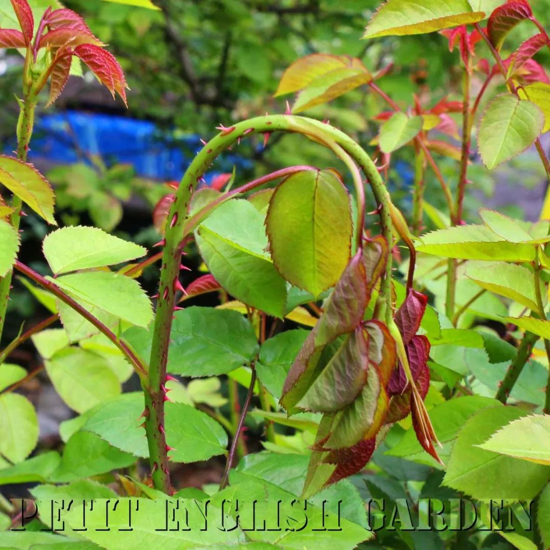 养花过程中如何防止虫害,养花预防虫害最简单的方法