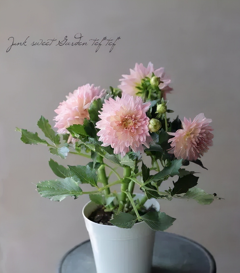 大丽花秋天要起球吗,大丽花怎样越长越好