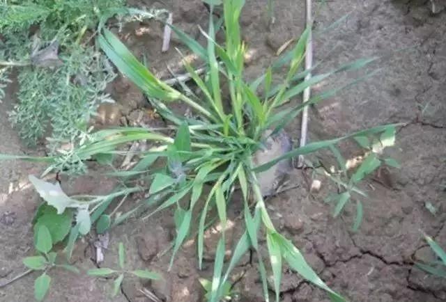 麦田里节节麦怎样根除,节节麦野燕麦雀麦图片