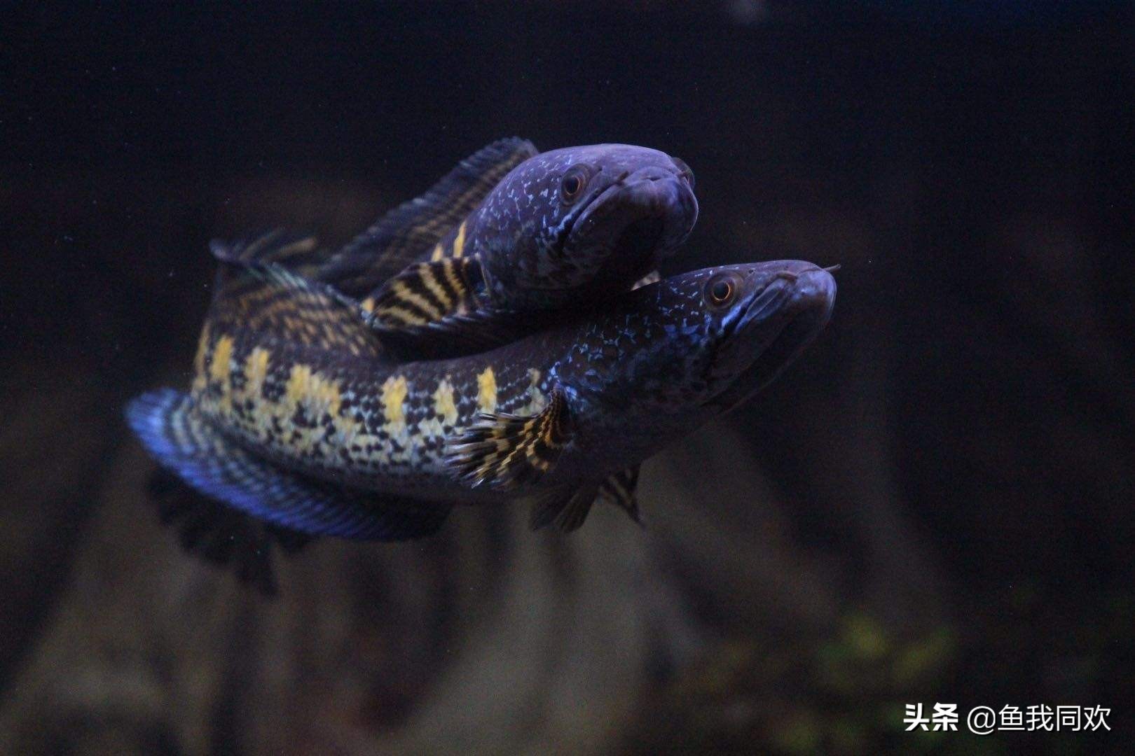 雷龙苗子到家如何饲养,养殖雷龙鱼鱼缸怎么布置