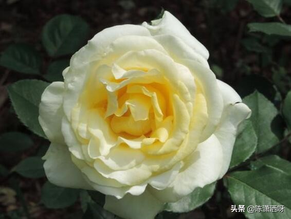 中国月季红色浓香,13种中国红月季让你美个爆