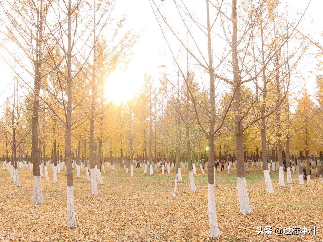 北京最大的森林公园大兴,北京最大环城公园