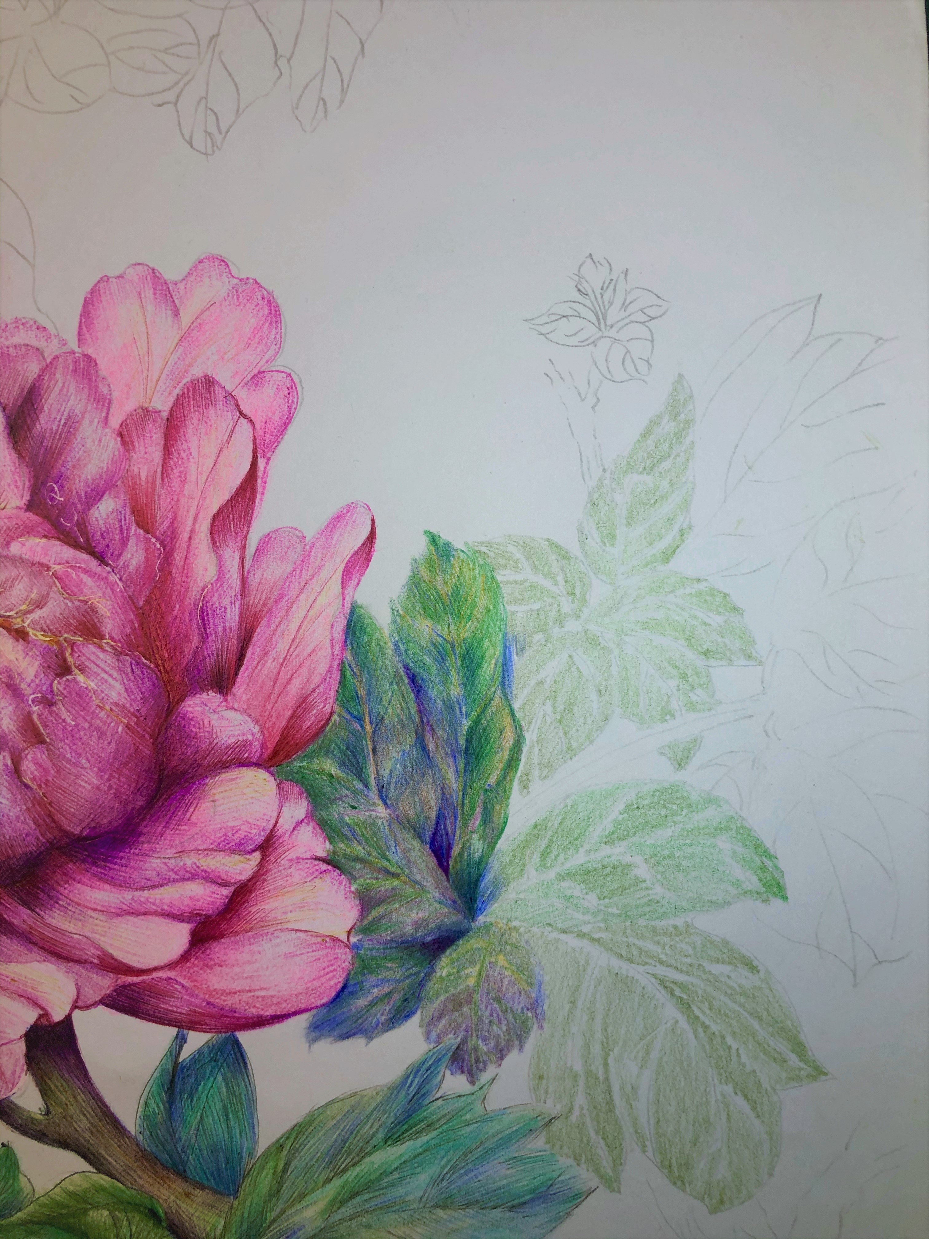 圆珠笔画牡丹教学,圆珠笔画牡丹的画法