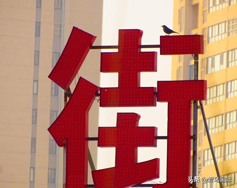 躁动的繁殖季节2021观鸟大年五月精华作品集