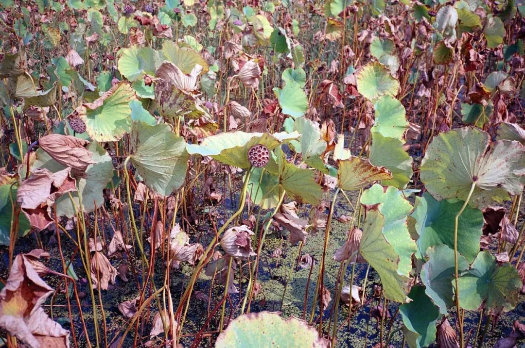 太格有物北京复古咖啡师,太格有物怎么样