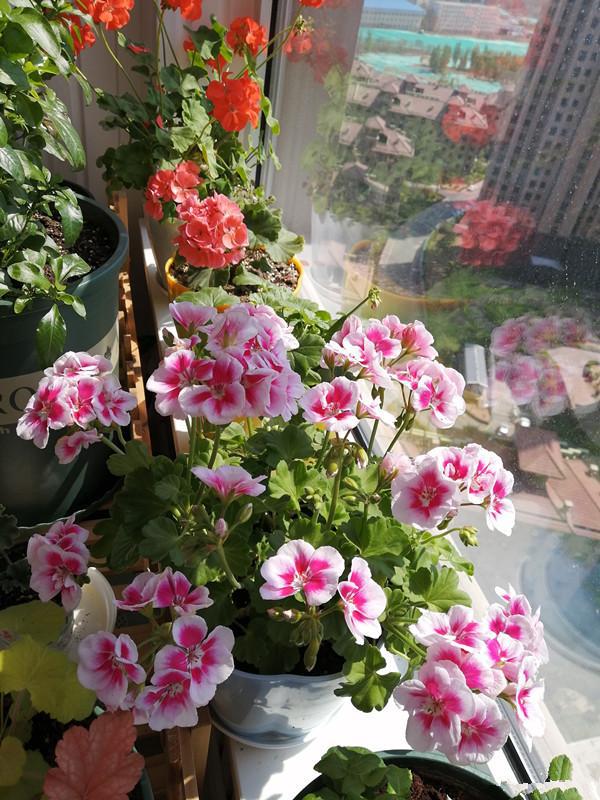 观花最好养的植物,5-10月适合养什么花