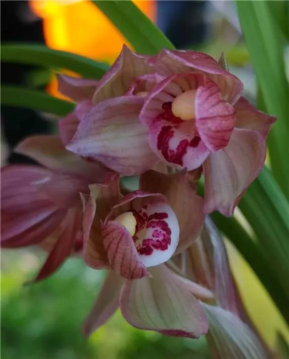 四川雅安早年出产的一颗春剑荷瓣，后来成为花中极品