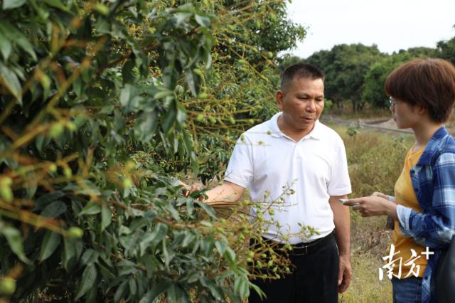 荔枝丰收季最新视频,荔枝丰收季广东