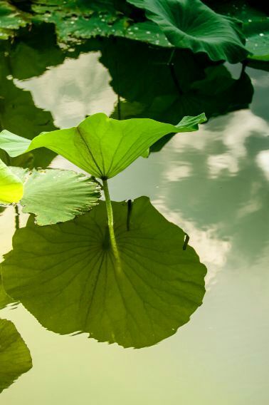 荷叶田田垂柳依依,荷叶田田杨柳依依